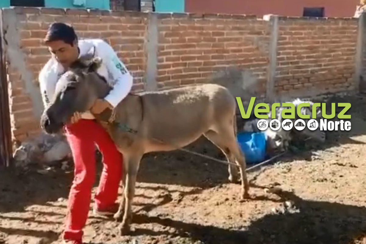Candidato a diputado del PRI baila y besa a burro (VIDEO)