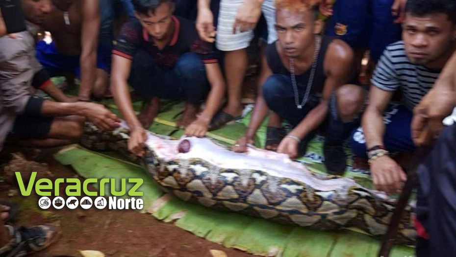 Encuentran a una mujer desaparecida en Indonesia dentro de una pitón (VIDEO)