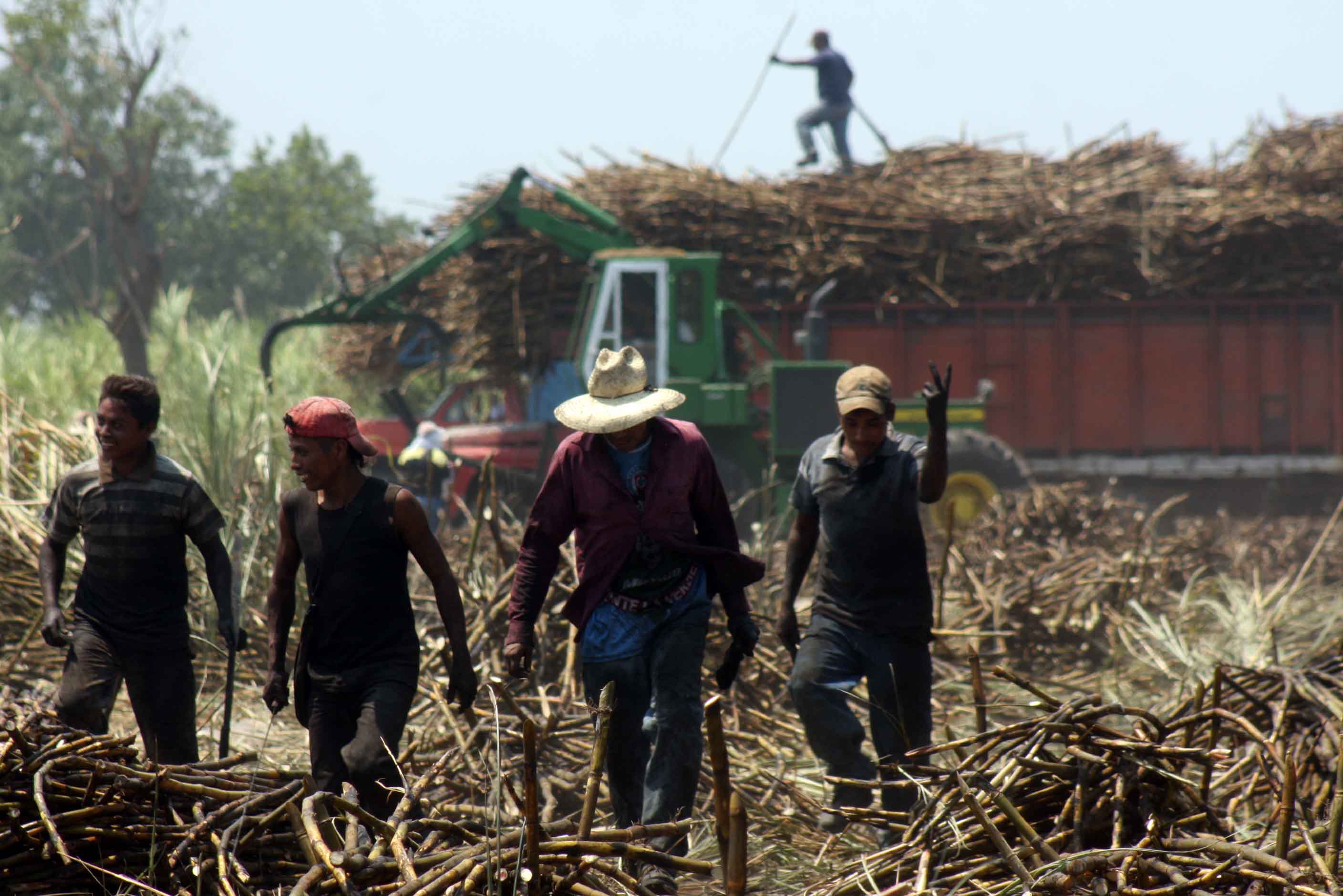 Veracruz, líder en producción de caña de azúcar