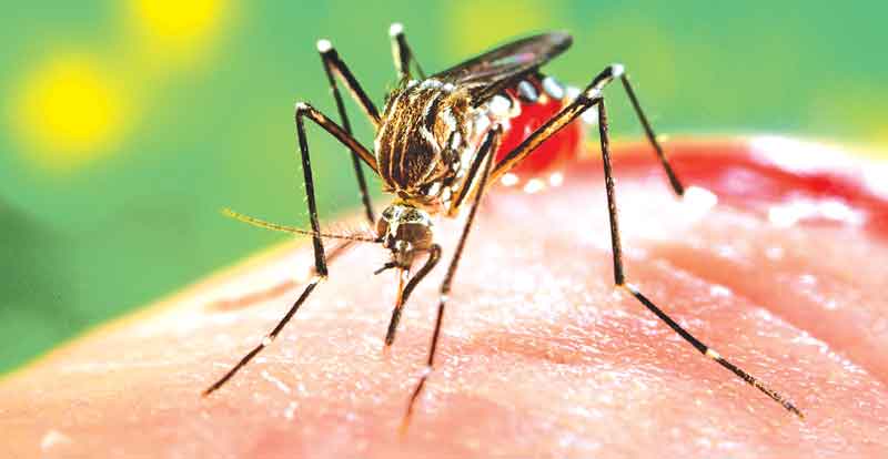 300 casos de dengue en lo que va del año: Azael Che Mendoza.