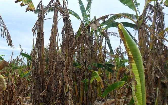 La Sedarpa pagó más de 11 millones de pesos a  productores de plátano