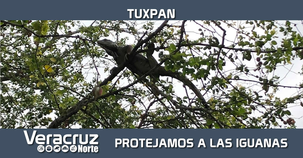Protejamos a las Iguanas