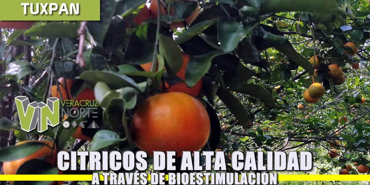 Cítricos de alta calidad a través de Biostimulación