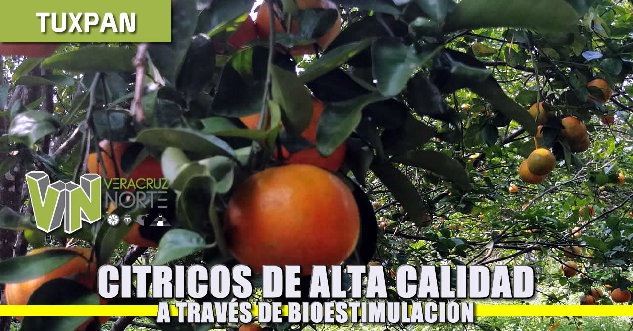 Cítricos de alta calidad a través de Biostimulación