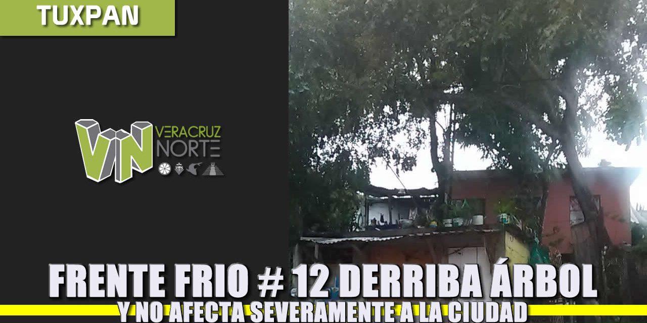 Frente frío 12 derriba árbol pero sistema no provocó daños severos en la ciudad: JCCP