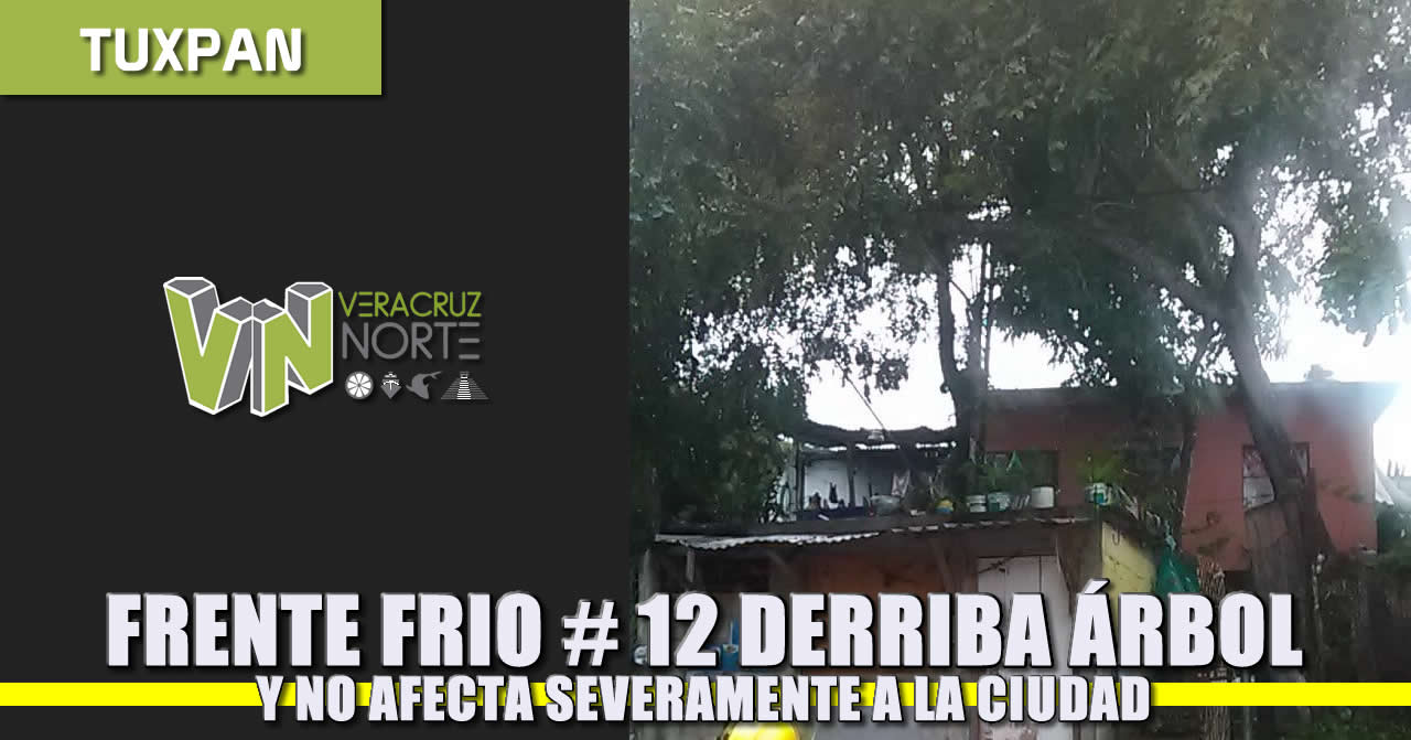 Frente frío 12 derriba árbol pero sistema no provocó daños severos en la ciudad: JCCP