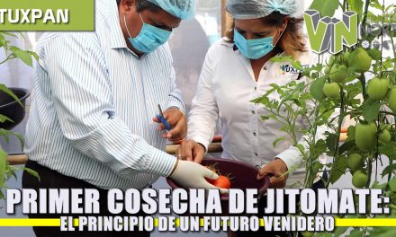 Primer Cosecha de Jitomate: Un futuro venidero