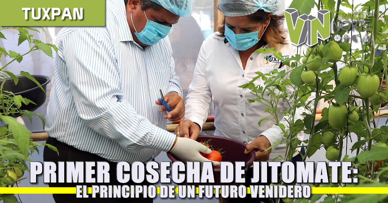 Primer Cosecha de Jitomate: Un futuro venidero