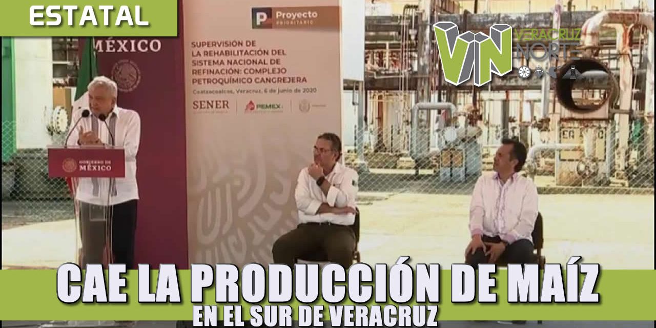 CAE LA PRODUCCIÓN DE MAÍZ EN EL SUR DE VERACRUZ