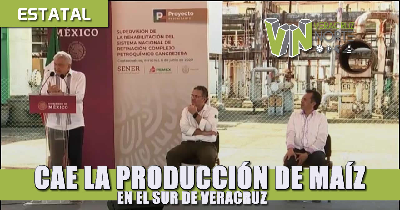 CAE LA PRODUCCIÓN DE MAÍZ EN EL SUR DE VERACRUZ