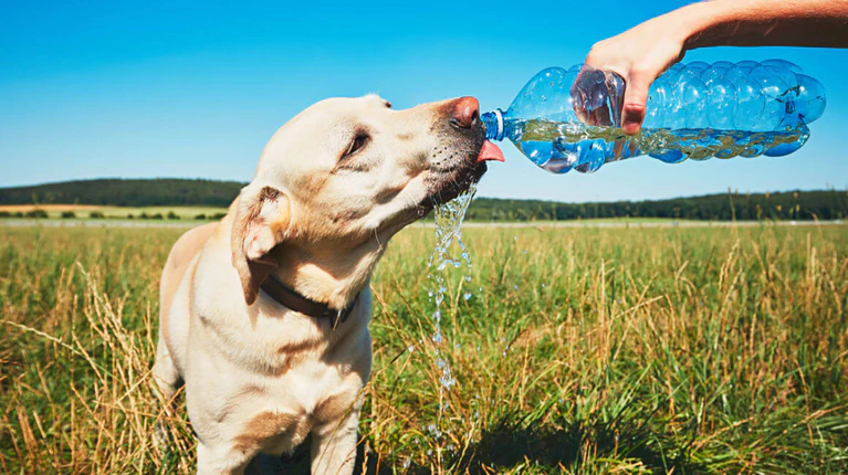 Chontla: ¡Protege a tus mascotas de los golpes de calor!
