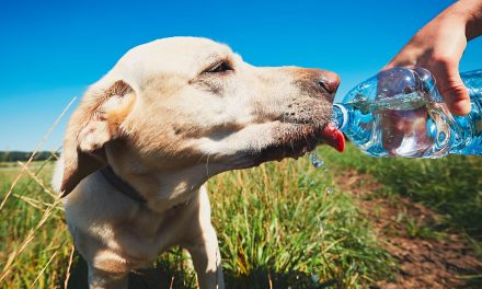 Ozuluama: Protege a tu mascota del calor