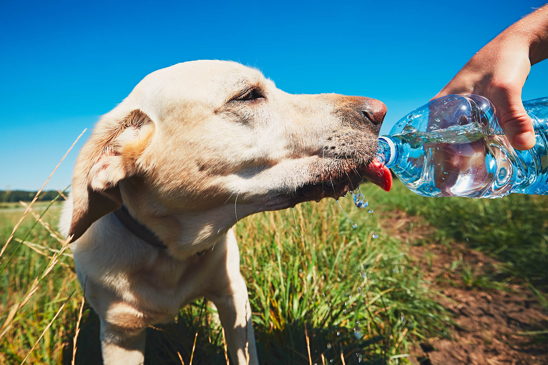 Ozuluama: Protege a tu mascota del calor
