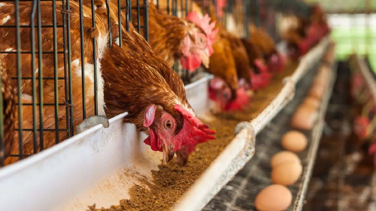 Ozuluama: Proyecto de gallinas ponedoras «A bajo costo»