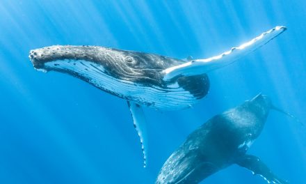 Gutiérrez Zamora: Día Mundial de los Océanos 2022