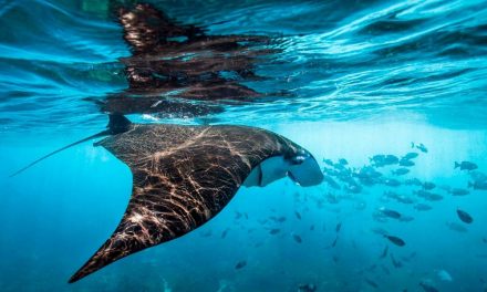 Citlaltépetl: Día Mundial de los Océanos