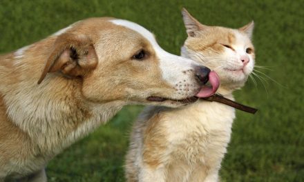 Ozuluama: Campaña de Vacunación Antirrábica Canina y Felina 2022