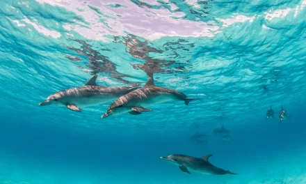 Ozuluama: Día Mundial de los Océanos 2022