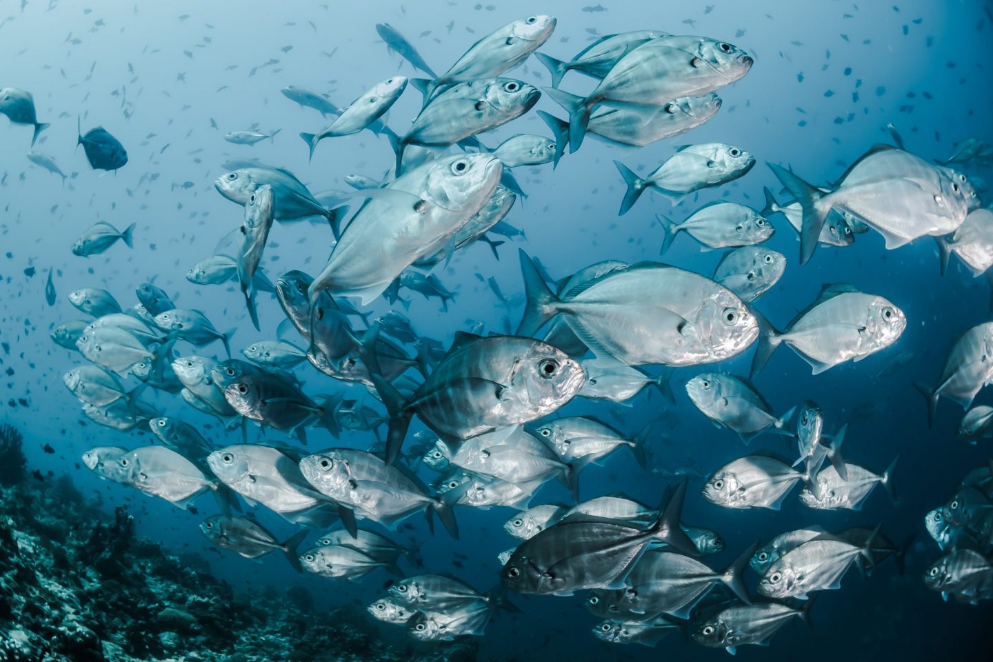 Tecolutla: Veda de especies marinas