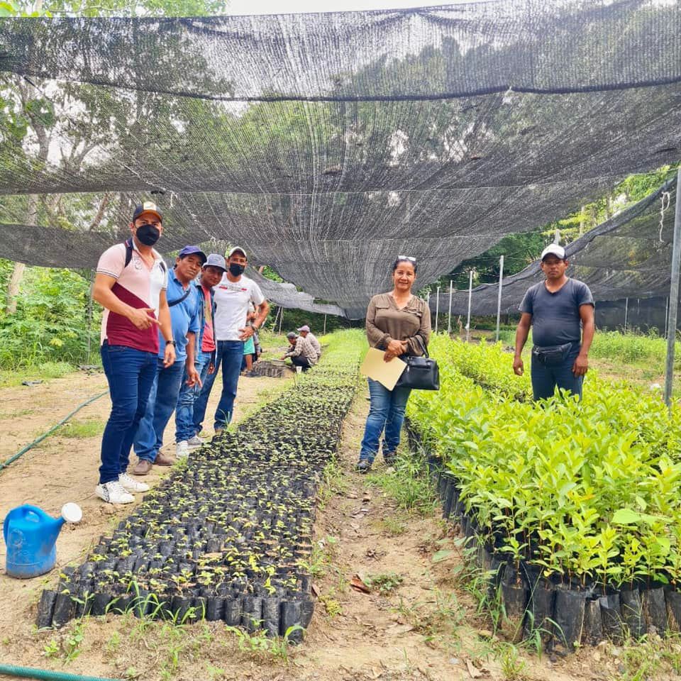 Platón Sánchez: Donación de 4,000 plantas de diferentes especies