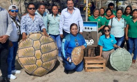 Cazones: Primera liberación de tortugas en la playa Chaparrales