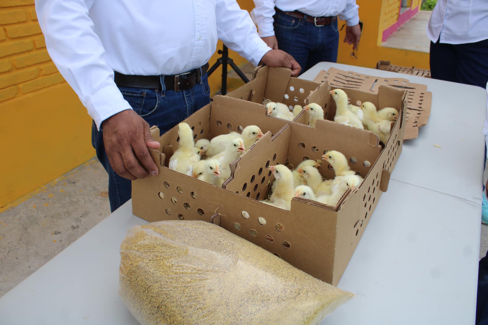 Ozuluama: En la Brecha Huasteca se realiza la entrega de los paquetes de pollos municipal