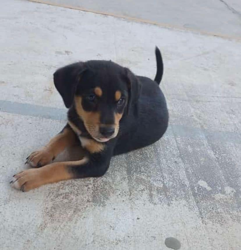 Martínez de la Torre: Promueve ecología campaña «adopta una mascota»