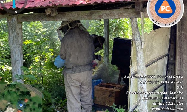Ozuluama: Reubicación de abejas en La Crema