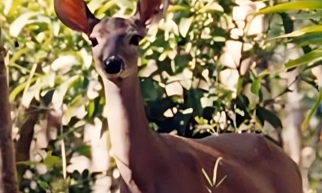 Álamo: «Bambi» provoca accidente y saca de la carretera a un comerciante