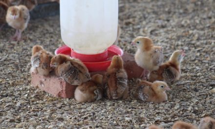 Ozuluama: Se han entregado más 10 mil pollos a las familias del municipio