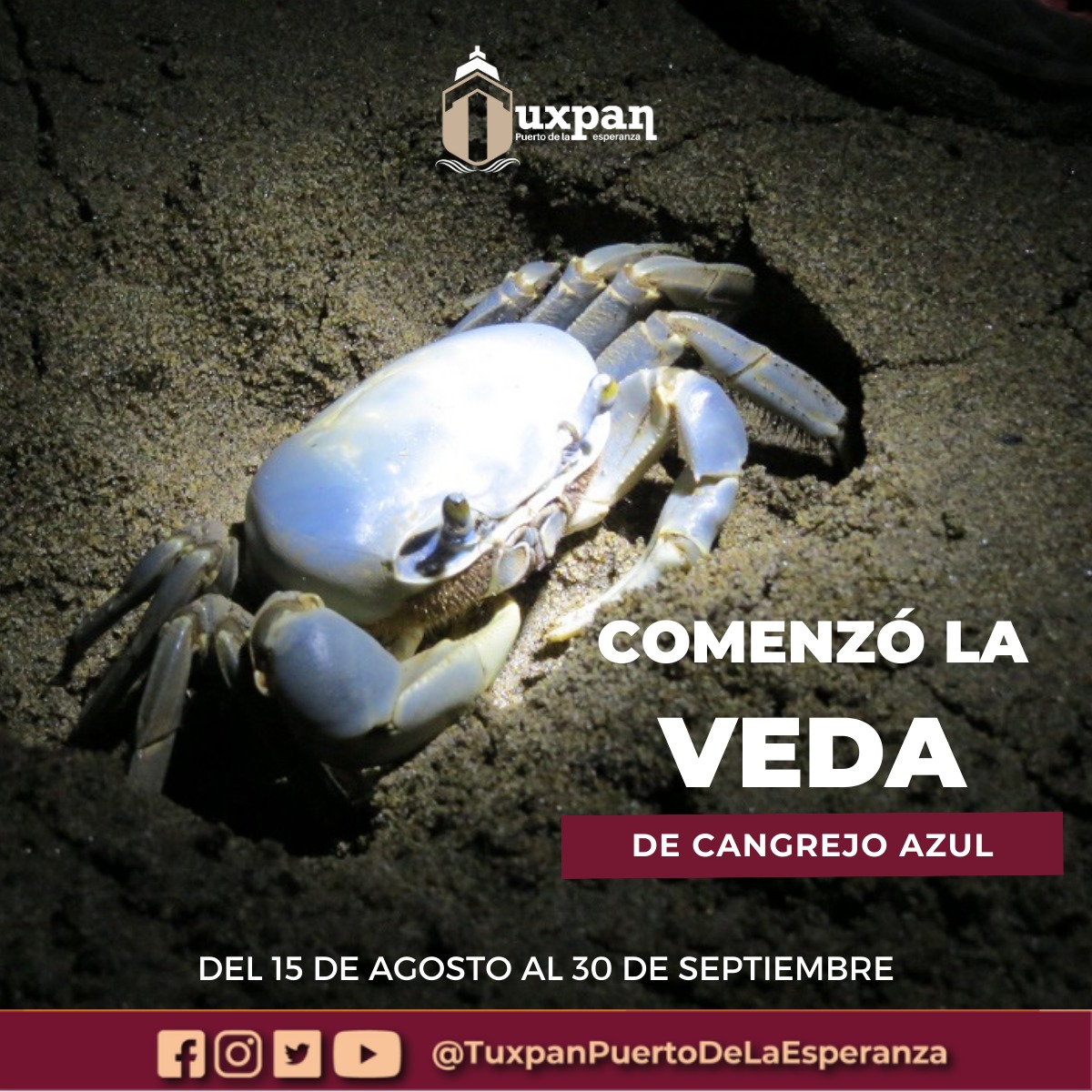 INICIA EN TUXPAN LA VEDA DE CANGREJO AZUL