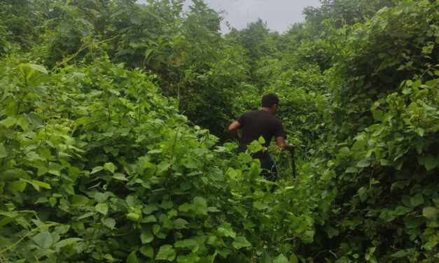 Trabajos de Mantenimiento en el Servicio de Luz en Comunidad El Mirador de Ixhuatlán de Madero