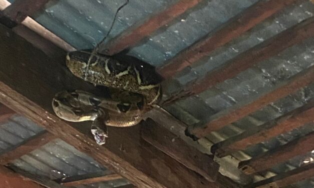 Compromiso Ambiental: Capturada y Liberada Serpiente Masacuate en la Ciudad de Martínez de la Torre