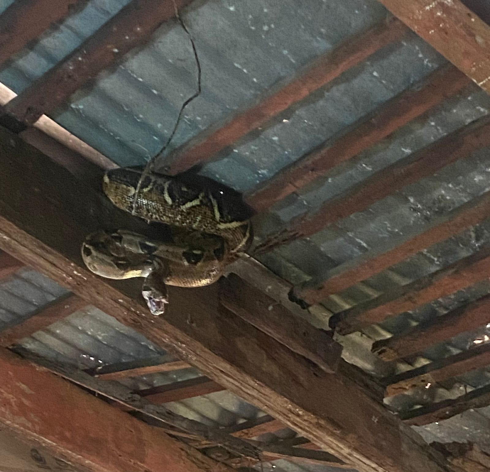 Compromiso Ambiental: Capturada y Liberada Serpiente Masacuate en la Ciudad de Martínez de la Torre