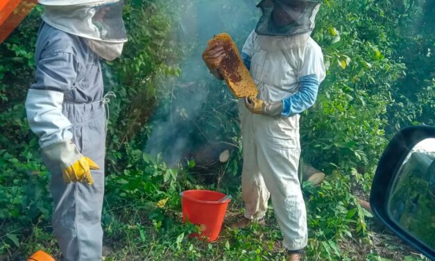 Tepetzintla: Retiró de enjambre de abejas en la comunidad apachicruz