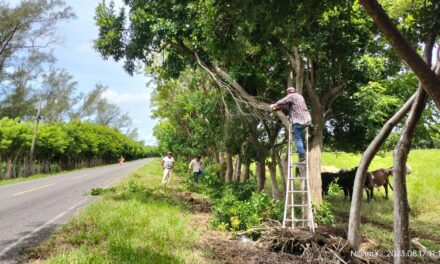 Tecolutla: Se realizan labores de limpieza y desrame de árboles