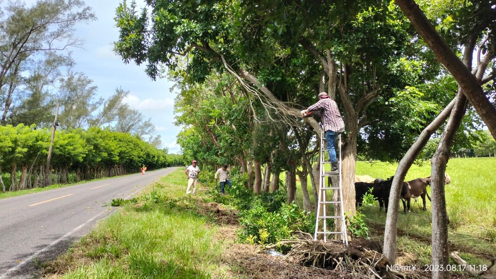 Tecolutla: Se realizan labores de limpieza y desrame de árboles