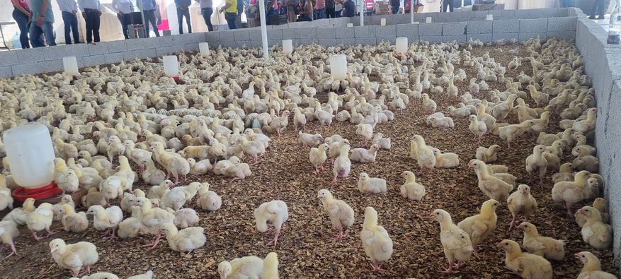 Entrega de Pollos de Engorda y Ponedoras Beneficia a Familias de Ozuluama y Comunidades