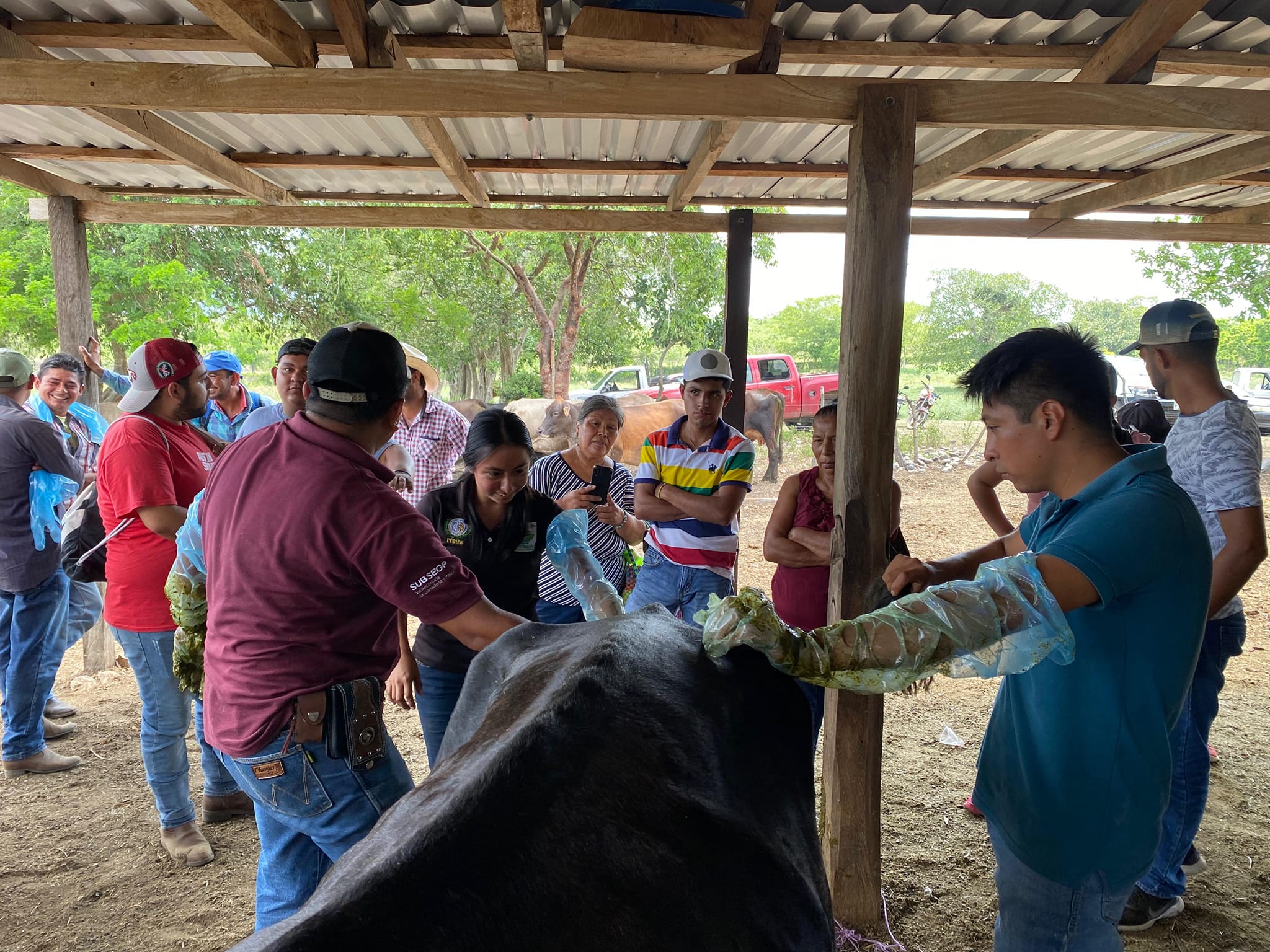 Taller de Inseminación Artificial Impartido en Los Altos del Metate por el Gobierno Municipal de Citlaltépetl
