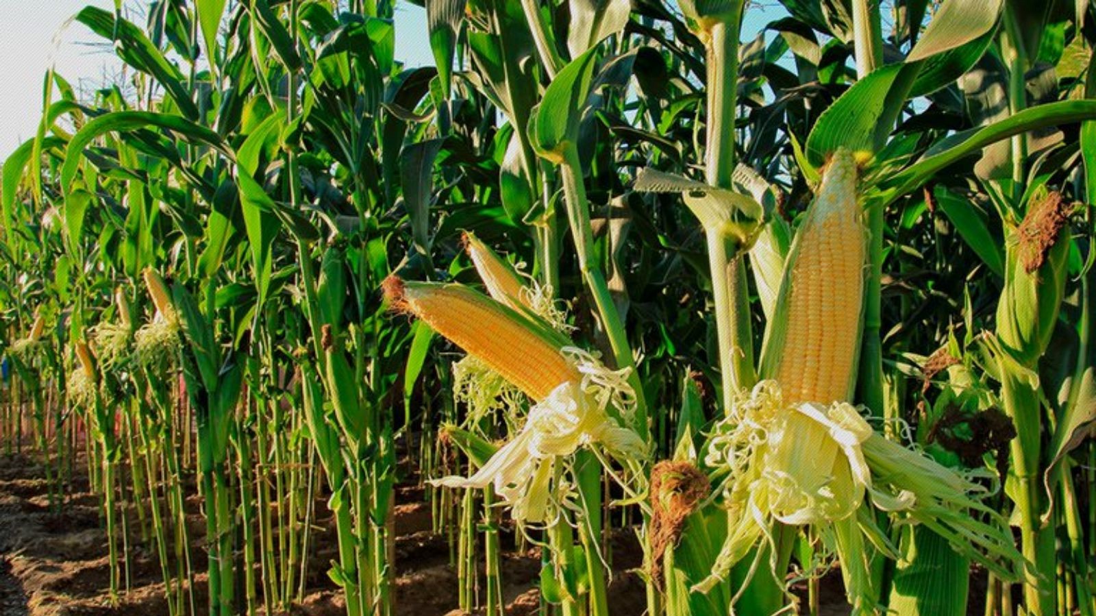 Naranjos: Invitación a Participar en Evento sobre el Uso del Maíz en la Agricultura