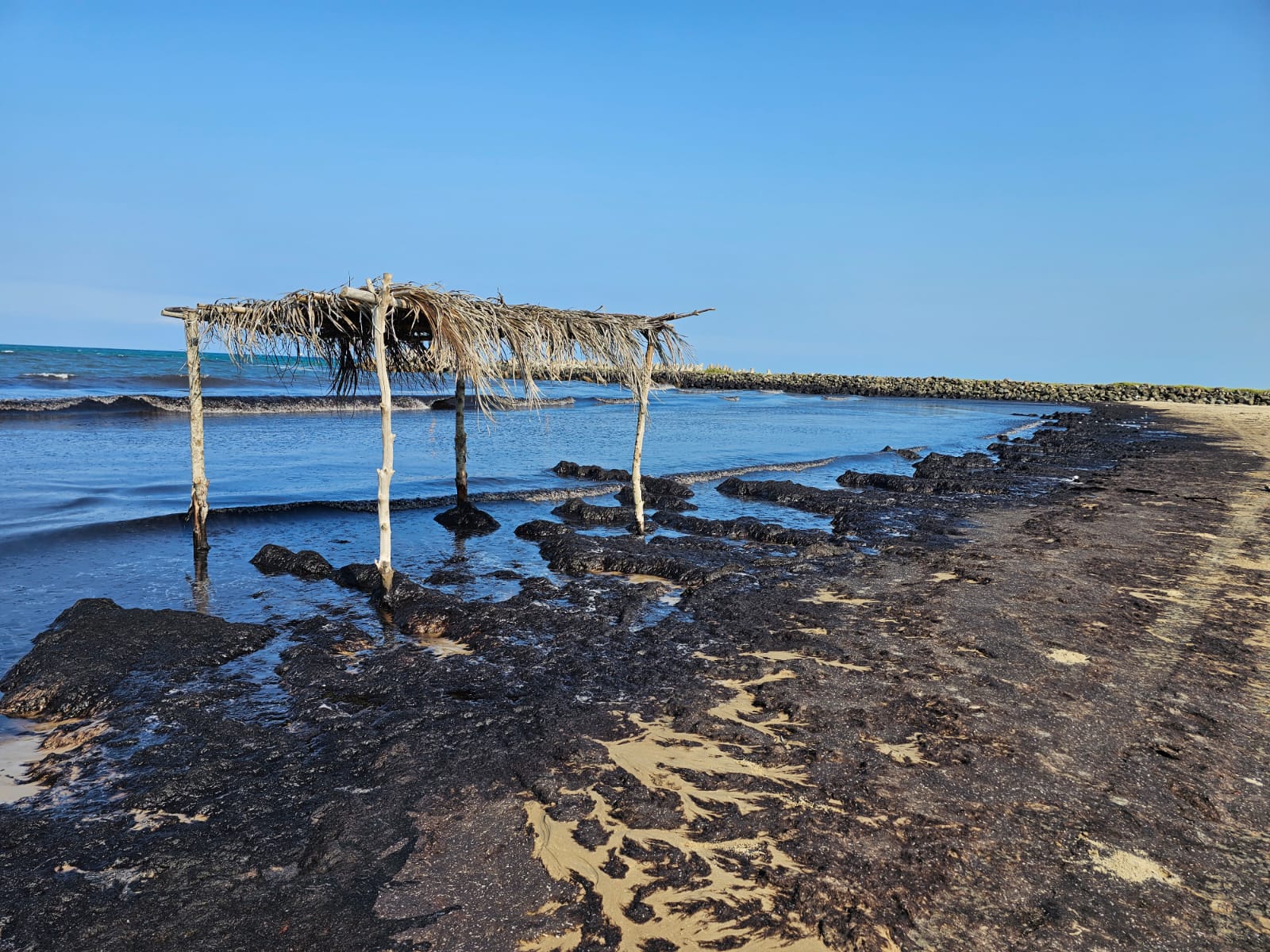 Tuxpan: No hay contaminación de playas con hidrocarburo; se trata de macroalgas Sargassum (Sargazo)