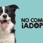 Tuxpan: Jornada de Adopción de Perros y Gatos, el próximo miércoles 4 de octubre