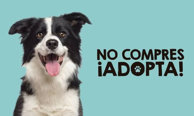Tuxpan: Jornada de Adopción de Perros y Gatos, el próximo miércoles 4 de octubre