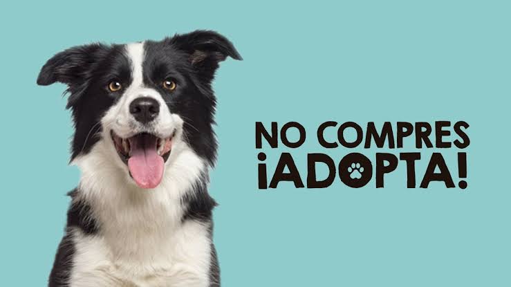 Tuxpan: Jornada de Adopción de Perros y Gatos, el próximo miércoles 4 de octubre