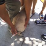 Concluyó exitosamente la Semana de Vacunación Antirrábica en Álamo, Veracruz