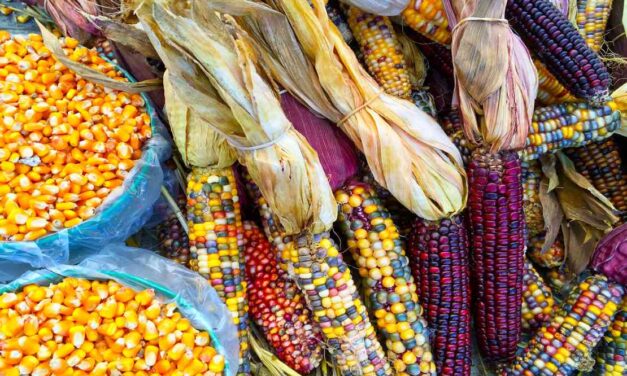 Coatzintla: Celebración del Día Nacional del Maíz en México 2023
