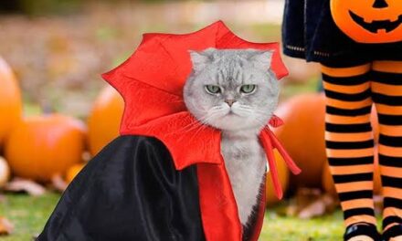Tuxpan: Este viernes el concurso “Disfraza a tu Mascota”, alusivo a la celebración de Día de Muertos