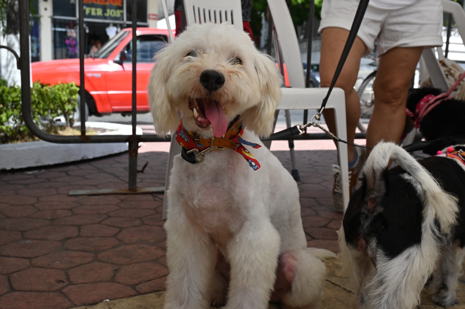 Tuxpan: Gran respuesta a la jornada de adopción de perros y gatos “Un Hogar para Todos”