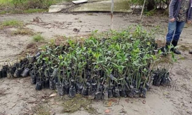 Reforestan mangle rojo en Tamiahua