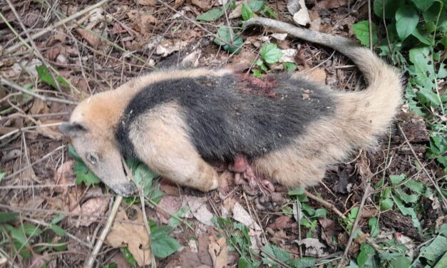 Castillo de Teayo: Muerte de oso hormiguero causa indignación en la población